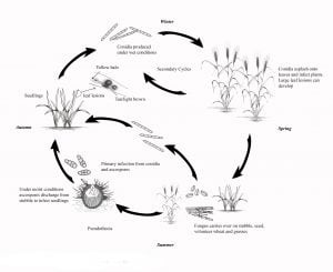 Disease cycle of yellow leaf spot wheat