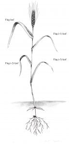 Cereal tiller showing leaf designations from flag leaf to flag -3