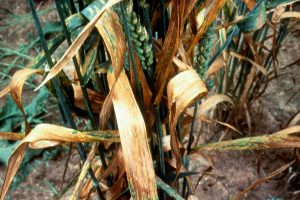 Wheat plant with dead leaves due to septoria