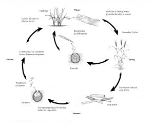 Disease cycle of septoria leaf blotch wheat