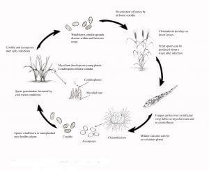 Disease cycle of powdery mildew of cereals-wheat