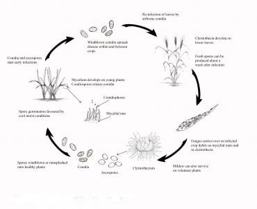 Powdery Mildew of Wheat - Field Crop Diseases Victoria | Field Crop ...