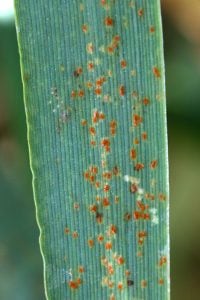 Leaf rust symptoms on barley leaf
