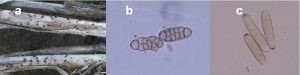Pyrenophora teres a) stubble with pseudothecia b) ascospore c) conidia