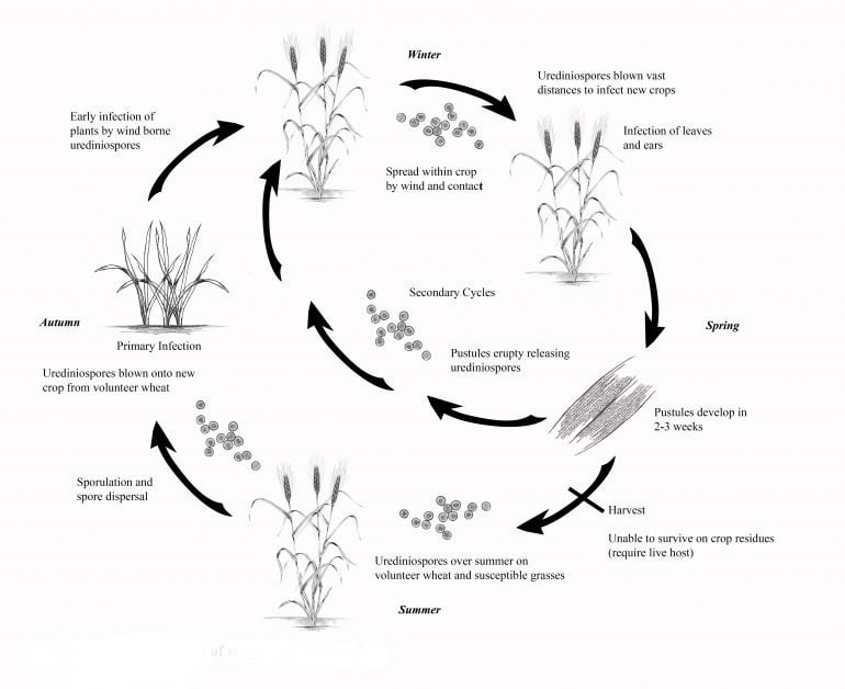 Stripe Rust of Wheat - Field Crop Diseases Victoria | Field Crop ...