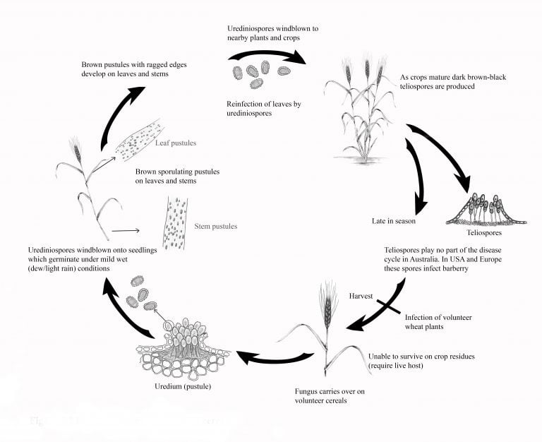 Stem Rust of Wheat - Field Crop Diseases Victoria | Field Crop Diseases ...