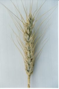 Splayed glumes of wheat ear infected with common bunt