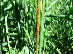 Stem rust symptoms on barley