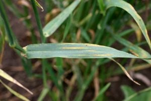 Barley grass stripe rust symptoms on barley