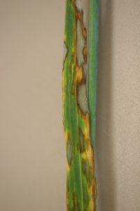 Scald of barley. Early water-soaked, grey-green symptoms compared to later straw colour lesions with a distinctive brown margin