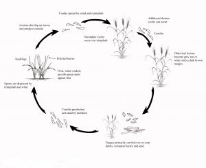 Disease cycle of barley scald.