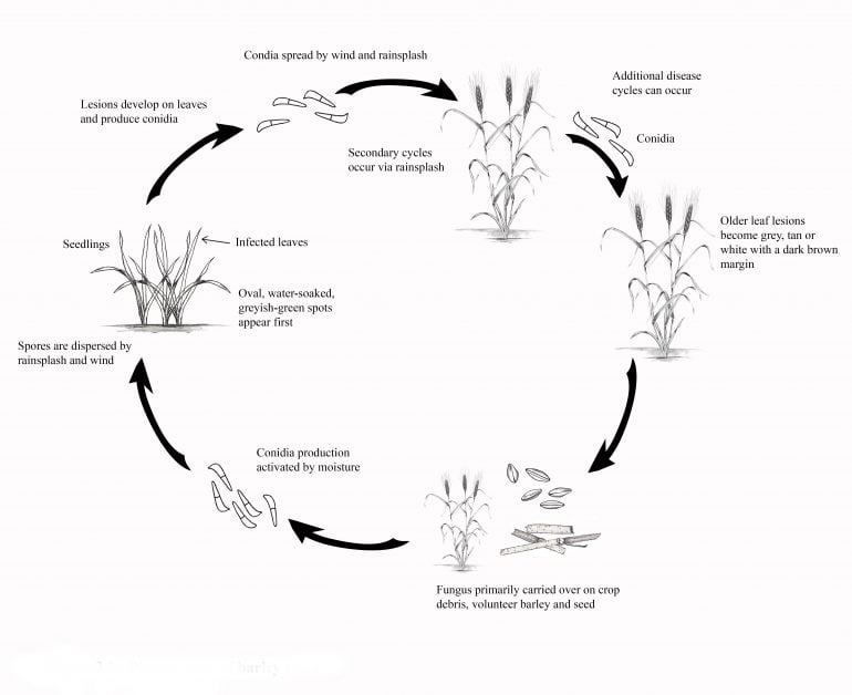 Scald of Barley - Field Crop Diseases Victoria | Field Crop Diseases ...