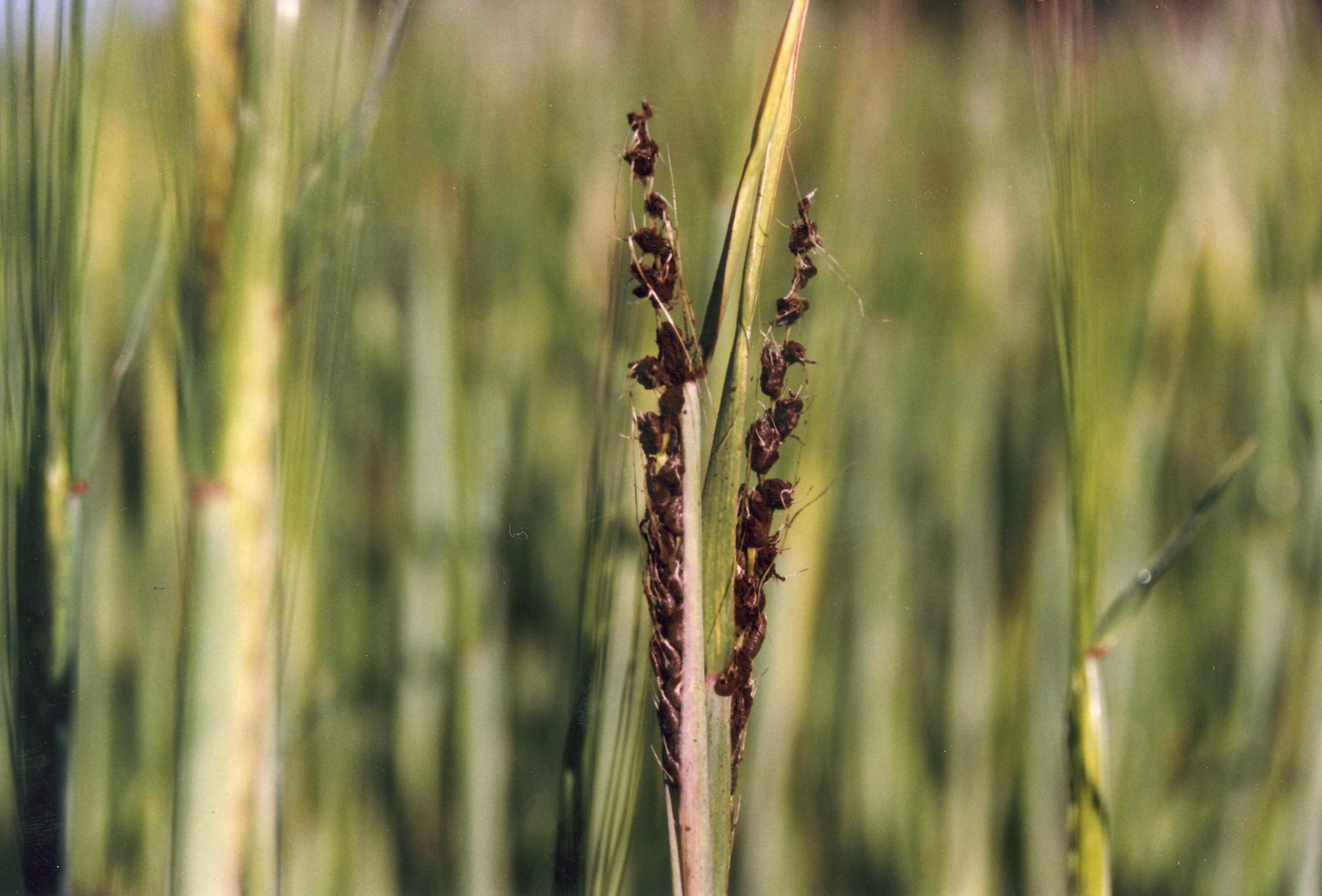 Loose smut of barley