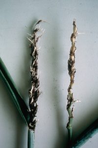 Wheat ears infected with loose smut. The ear on the right indicates all that remains after the loose smut has blown free (Agriculture Victoria)