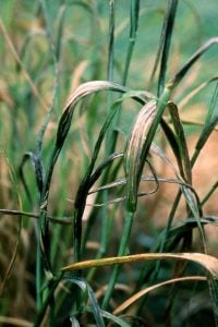 Characteristic symptoms of flag smut in wheat are the black lines along the leaves that can easily rub onto a finger leaving a black mark