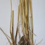 Honey discolouration on stem caused by the crown rot fungus.