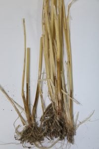 Honey discolouration on stem caused by the crown rot fungus