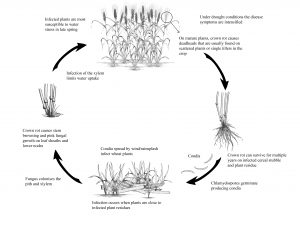 Figure 6.15 Disease cycle of crown rot in cereals.