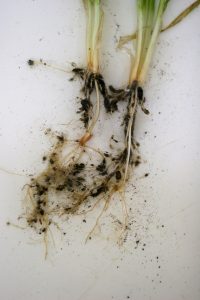 Abnormal knotted wheat root system caused by cereal cyst nematode.
