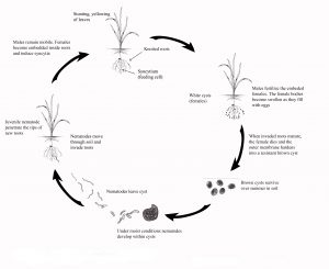 Disease cycle of the cereal cyst nematode.