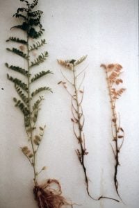 Healthy chickpea plant (far left), compared to phytophthora infected plants.