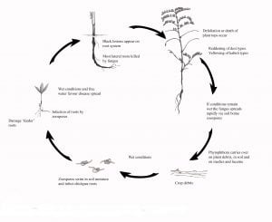 Disease cycle of Phytophthora root rot of chickpeas.