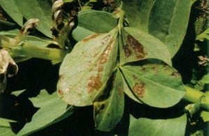 Red-legged earth mite damage can be mistaken for chocolate spot. Symptoms start as silvery patches which become red-brown. They are similar in colour to chocolate spot but form large irregularly shaped area