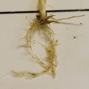 Characteristic spear tipping on primary and secondary roots, caused by Rhizoctonia solani (AG-8) 
