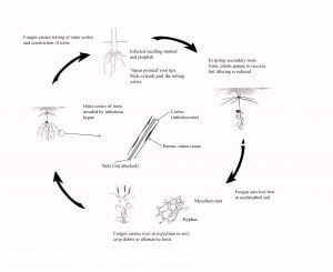 Disease cycle of Rhizoctonia root rot in cereals.