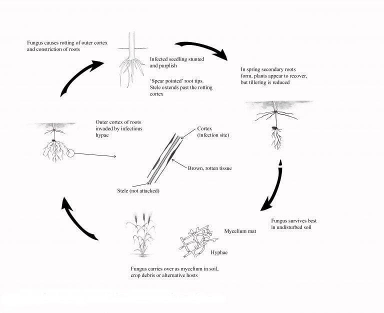 Rhizoctonia Root Rot - Field Crop Diseases Victoria | Field Crop ...