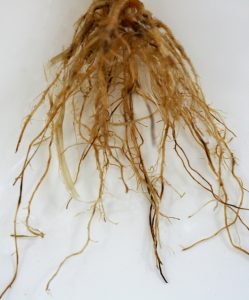 Roots infected with Pratylenchus nematodes have dark lesions and lack lateral roots.