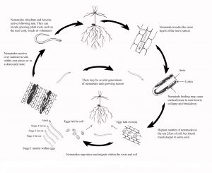 Disease cycle of root lesion nematode in cereals.