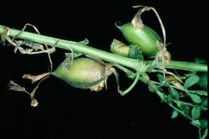 Pod infection caused by botrytis