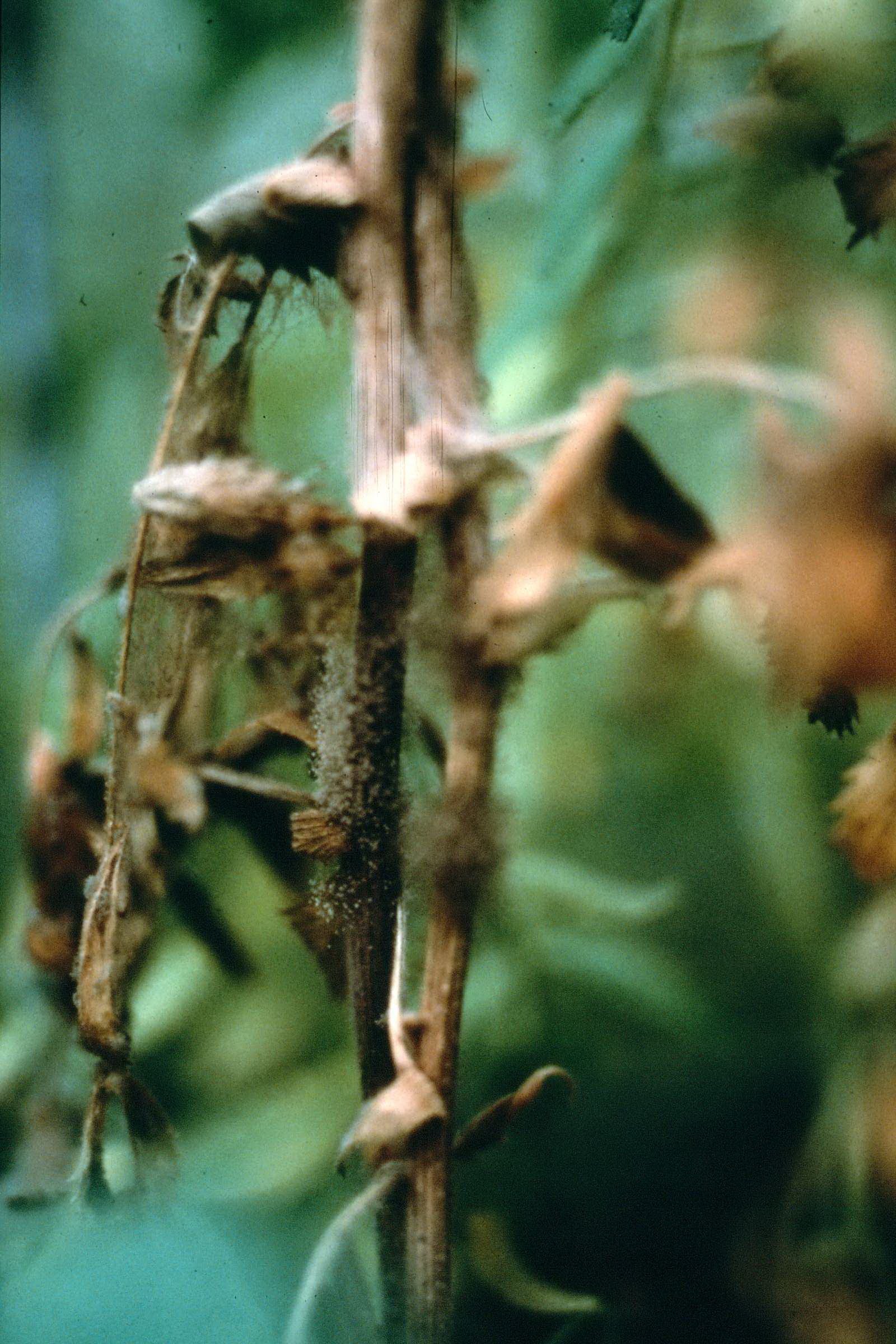 Botrytis Grey Mould of Chickpea - Field Crop Diseases Victoria | Field Crop Diseases Victoria