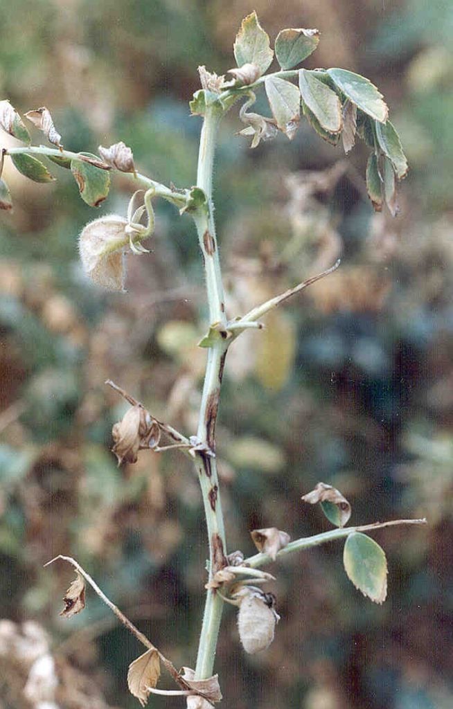 ascochyta leaf blight campanula