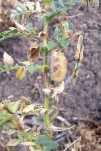 Ascochyta infected pod with a large lesion containing fruiting bodies