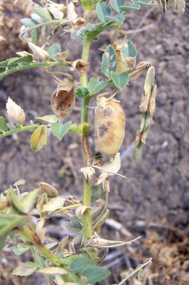 Ascochyta Blight of Chickpea Field Crop Diseases Victoria Field