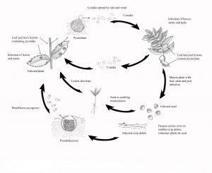 Disease cycle of Phoma rabiei (formerly known as Ascochyta rabiei).
