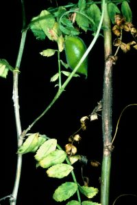 Comparison of stem infections caused by sclerotinia (top) and botrytis (lower). Note different colour of the fungal growth