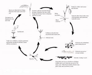 Disease cycle of sclerotinia of chickpea.