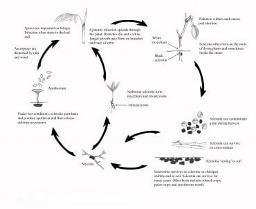 Sclerotinia Rot of Chickpea - Field Crop Diseases Victoria | Field Crop ...