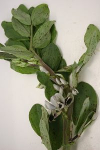 Chocolate spot development on faba bean plant, showing infected leaves and flowers