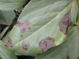 Cercospora leaf spots tend to be darker than those of chocolate spot with irregular shaped edges. A ring pattern may also develop. Unlike ascochyta, no pycnidia are produced.