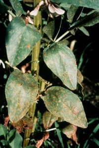 Infection by rust produces orange / brown pustules on leaves. Spores are easily dislodged by wiping with your finger