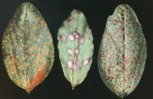faba beans showing 3 different types of diseases