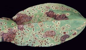 Leaf symptoms of teliospores of the rust fungus established on mature faba bean leaf