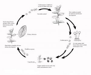Disease cycle of Rust in Faba beans