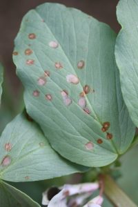 Characteristic chocolate spot on leaf of infected faba bean plant