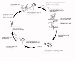 Disease cycle of Chocolate Spot on Faba Beans.