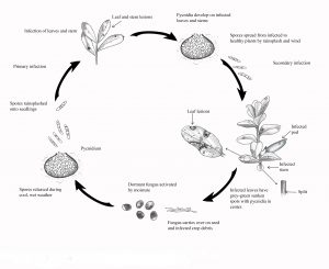 Disease cycle of ascochyta blight on Faba Beans.
